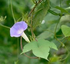 Image result for Ipomoea nil
