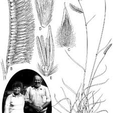 Image result for Hubbardochloa gracilis