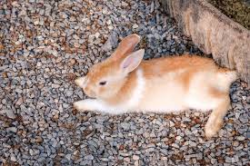 When an animal experiences severe itching and scratching, it's called pruritus. My Rabbit Is Dragging Their Back Legs Hind Legs Not Working