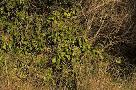 Image result for Synadenium cameronii