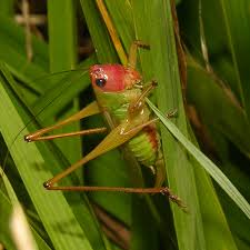 Image result for Erythrocephalum