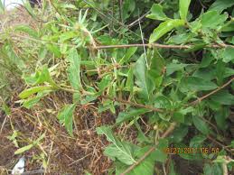 Image result for Feretia