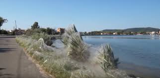 The web has snared trees, plants and rocks thanks to the unusually large number of. Locals Threaten With Lawsuits After Aitoliko Spiders Take Over Their Homes