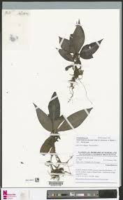 Image result for Stanfieldiella