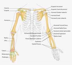 Muscles that participate in the (écorché charts are diagrams showing the figure without skin or subcutaneous tissue, so the accompanying muscle diagram reveals the positions of the lower arm muscles and their tendons in. Human Arm Bones Diagram Joint Of The Arm Transparent Png 875x768 Free Download On Nicepng