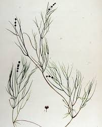 Image result for Potamogeton pusillus