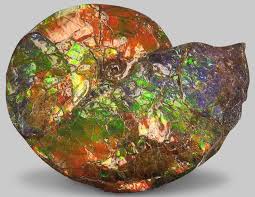 Examples from the lower jurassic. Iridescent Canadian Ammonite For Sale Ammolite Fossil Realm