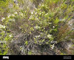 Image result for Gnidia burchellii