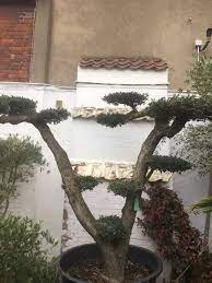 Pin Oleh The Norfolk Olive Tree Company Di Olive Trees For Sale