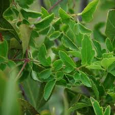 Image result for Rhoicissus tridentata