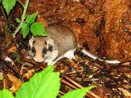 Rund 15 cm körperlänge + etwa 12 cm schwanz. Gartenschlafer Werden Munter Auch Im Harz Aktuelles Nationalpark Harz
