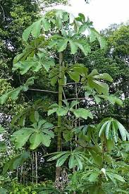 Image result for Cecropia