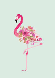 Pin On Flamingo