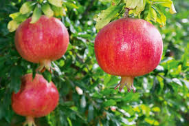 Both flowers have a range of three to the pomegranate tree does not grow well in cold climates. Fancy Fruit Yes You Can Grow And Harvest Pomegranates In New Zealand Stuff Co Nz
