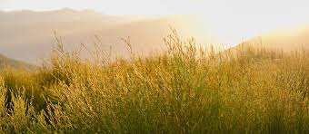 Image result for Athrixia phylicoides