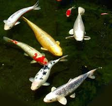 Mimpi menangkap ikan dalam sebuah ajaran islam dapat diartikan sebagai suatu pertanda baik bagi setiap orang yang mengalaminya. Arti Mimpi Ikan Koi Kitab 1001 Mimpi