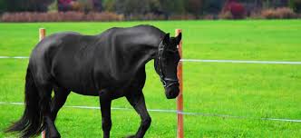 Auch sein pferd ist weiß und unbeweglich. Wenn Die Unterhalsmuskulatur Des Pferdes Zu Stark Ist Ursachen Folgen Und Angepasstes Training Pferdephysiotherapie Christina Wollseifen