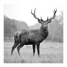 Browse our large collection of free stock black and white photos. Proud Deer Art Print Photoinc Studio Art Com