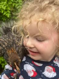 Who use leg bands to identify your chickens? I use different color for  different breeds. Yellow for Vietnamese Ga'Noi x Thai Gamefowl, blue for  Ayam Cemani, red for Phoenix, green for Ayam