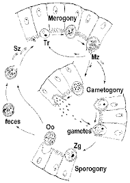 Toxoplasma has a sexual the intestinal coccidia (cryptosporidium, cyclospora, and isospora) have both sexual and asexual stages confined to the intestinal mucosa of a single host. Apicomplexa