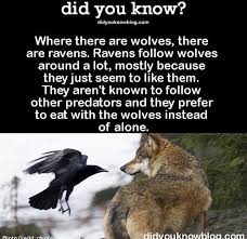 I Wanna Write A Short Story Now Where Echo Meets This Young And Adorable And Orphaned Raven Shapeshifter Who Just Kee Facts About Wolves Fun Facts Animal Facts