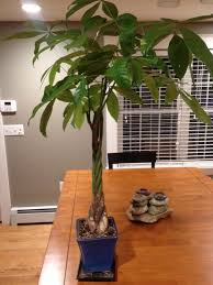 They can suffer from transplant shock, which happens when a plant is moved from one pot to another. 10 Best For How To Repot Bonsai Money Tree Pink Wool