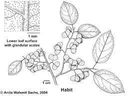 Image result for Hymenocardia