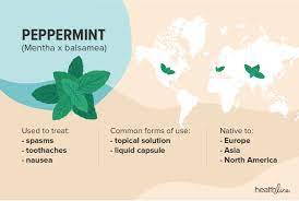 Chamomile tea can also help relieve migraine symptoms for some. Migraine Herbal Remedies Peppermint Ginger And More