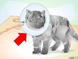 How To Care For Your Cat After Neutering Or Spaying Cat Neutering Kitten Care Cats And Kittens