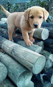 Found A Stick Cute Baby Animals Puppies Cute Animals So, find out the cute and adorable images of these cute. found a stick cute baby animals