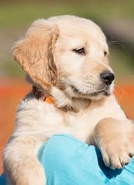 Apparently the third generation showed some parts of the original breed. Page 3 Royalty Free Golden Retrievers Photos Pikist