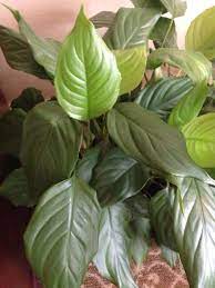 Peace Lily Spathiphyllum Your Plant Appears To Be A Peace Lily It Grows Best In Bright Indirect Light Indoors Container Plants Spathiphyllum Plant Leaves