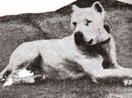 Argentinian Dog Breeds
