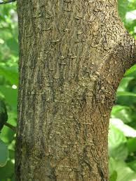 The leaves of this tree are thin, glossy, and very light green (almost white, hence the name) in color. White Mulberry Invasive Plants Of Maryland Inaturalist