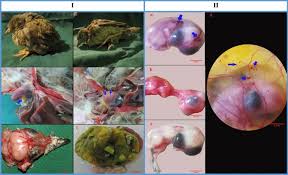 Www.example.com/joomla/ the robots.txt file must be # moved to the site root at e.g. Partridge And Embryonated Partridge Egg As New Preclinical Models For Candidiasis Scientific Reports