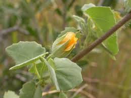 Image result for Abutilon austro-africanum