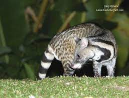 Large Indian Civet Viverra Zibetha Binturong Mammals Raccoon