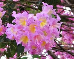 Image result for Handroanthus sp. near impetiginosus