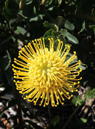 Image result for Leucospermum