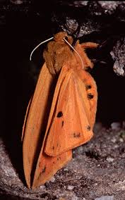 Image result for Kotschya imbricata