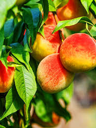 Order now for fall or spring. Peppermint Flowering Peach Tree For Sale Online The Tree Center