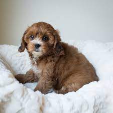 Available Puppies Bluebell Pup Cavapoochon Puppies For Sale Puppy Supplies Puppies For Sale Cute Puppy Photos
