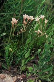 Image result for Tritonia