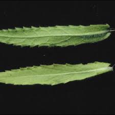 Image result for Sphaeranthus gazaensis