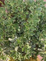 Image result for Pneumatopteris afra