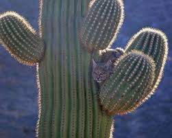 Learn how to repot your cactus without getting hurt. The Monster Blog Of Monsters Cactus Cats A Singular Feline The Sand Or Cactus