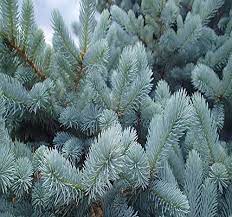 Xfrogplants blue gum eucalyptus pentax k 5 photo tasmanian blue gum. Amazon Com Big Pack 1 000 Colorado Blue Spruce Tree Seed Picea Pungens Glauca Tree Seeds By Myseeds Co Big Pack Blue Spruce Garden Outdoor