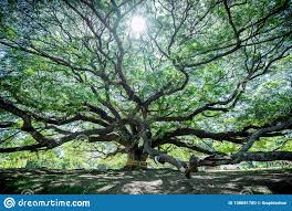 Saman, hamadan, a city in hamadan province, iran. Grosser Samanea Saman Baum Mit Niederlassung Stockfoto Bild Von Land Umfangreich 138691780