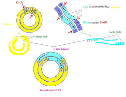 Which Best Describes The Process Of Making Recombinant Dna Lifeder English