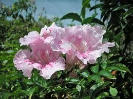 Image result for Podranea